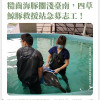 糙齒海豚擱淺臺南，四草鯨豚救援站急募志工！