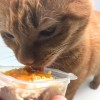 寵物營養師帶你了解貓飲食，選擇好食材！