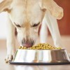 希爾思犬用罐頭維生素D超標緊急召回！商業寵物食品安全嗎？