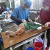 獸醫師看台灣TNVR實行早期絕育的手術風險｜翁浚岳