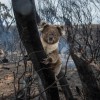 澳洲野火十億動物之殤，重生之路遙遙