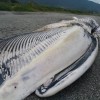 獵捕、撞船、漁具纏繞——首隻擱淺臺灣的藍鯨所傳達的意義