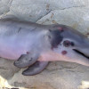 白海豚只差一「級」就滅絕，保育進程緩不濟急 