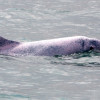 起步晚、被動、欠整合，長年失守的白海豚保育問題