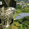 農地種電不需環評？百案光電廠致石虎棲地更加破碎化