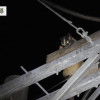 野生動物都市化(上)神秘鄰居的水泥叢林逆襲 野生動物都市化(上)神秘鄰居的水泥叢林逆襲