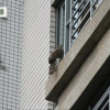 野生動物都市化(下)城市的隱藏風險,友善動物下一步? 野生動物都市化(下)城市的隱藏風險,友善動物下一步?