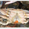 漁業署擬增修禁捕規範，抱卵母蟹撕卵販賣將罰！