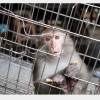 農委會預告修正！台灣獼猴將正式禁止飼養