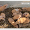 五年救4562隻鼠類，動團呼籲應訂定小動物飼養指南