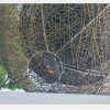 珠頸斑鳩受困驚魂，裝置藝術恐成殺鳥生態陷阱！