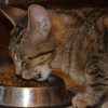 貓咪低血鉀成因無結論，飼主：已經變成一場道德戰爭