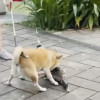 繫繩家犬公園咬死綠頭鴨，動保處調查中處分未定