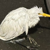 颱風天傷鳥遍佈全台 天災撿到野鳥救援流程