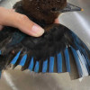 稀有鳥蒼翡翠遭人為飼養剪羽 救援後成功野放