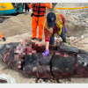 罕見鯨魚遭割肉裝袋，經比對仍有部分肉塊缺失