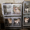 宜蘭67隻法鬥遭棄養，業者僅遭罰三萬、沒入犬隻（更新：防疫所回應）
