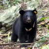 2024瀕危動物研討會（一）：臺灣黑熊族群回升 人熊衝突成保育新挑戰