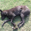 捕獸鋏虐犬案背後 民眾控現有政策難管控遊蕩犬