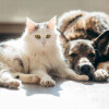 犬貓關節止痛新藥登台 美澳集體訴訟中