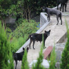 「落實安樂死、飼主責任」五千人附議成案待回應
