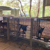 新埔狗園2：記者直擊狗園現況 造冊犬將沒入收容所