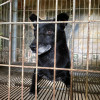 新埔狗園3：收容爆量風險仍存 動物去處引分歧