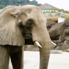 告別「美代」！台北動物園42歲非洲象人道處置
