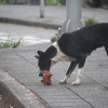 生態熱區禁餵難法制化 立委批遊蕩犬管理乏力