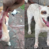 遛狗不繫繩釀禍 飼主違法、犬隻列管為危險犬