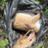 狩獵梅花鹿未違法？ 族群爆量、地下獵殺浮現
