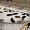鹿港沙坑遊蕩犬聚集 鎮公所誘捕三度被民眾阻撓