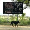 永安犬襲奪命後續　禁餵修法爭議延燒