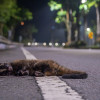 去國家公園玩會影響動物嗎？塔塔加路殺監測解密