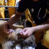 光復救災 隨隊獸醫守護搜救犬與災區犬隻