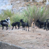 台大研究證實遊蕩犬衝擊生態 表面共存實則壓迫