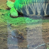 北市動物園陸龜展場鼠出沒 園方：已防治難清零