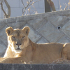 東京3獅疑不敵高溫亡 多摩動物公園暫停獅子展演 東京3獅疑不敵高溫亡 多摩動物公園暫停獅子展演