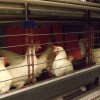 籠飼不一定沒福利?台日蛋雞產業交流聚焦豐富籠 籠飼不一定沒福利?台日蛋雞產業交流聚焦豐富籠