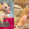 虐30隻倉鼠僅記2大過順利畢業 倖存倉鼠後續曝光 虐30隻倉鼠僅記2大過順利畢業 倖存倉鼠後續曝光