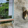 公車亭玻璃成隱藏鳥類殺手 新北市、猛禽會攜手防治 公車亭玻璃成隱藏鳥類殺手 新北市、猛禽會攜手防治