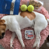 搜救犬Wilson死因報告曝光 議員批花蓮消防局處置草率
