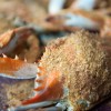 張馨文｜吃亦有道—軟殼蟹，折腳逼換殼是真假？
