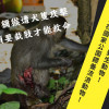 窩時事｜臺灣獼猴遭犬攻擊 必須截肢才能救命