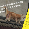 窩時事｜十九隻貓遭連續施虐嚴重燒燙傷 僅罰七萬五
