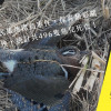 窩時事｜嘉義民雄傳毒鳥事件 共計496隻鳥類死亡 保育類也遭殃