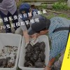 窩時事｜民宅查獲私養保育類食蛇龜　高達79隻規模如繁殖場