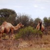 窩週報＿第031期 澳洲大火 駱駝遷徙爭水源 五千隻遭射殺