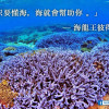 颱風不來 報復性出遊 熱累積爆表讓台灣珊瑚全面白化中
