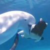 中國寧波海洋世界白鯨咬人？ 館方表示只是在玩。
